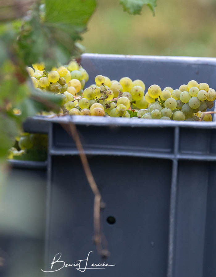 BLANC DE BLANCS - Champagne Alain Bernard