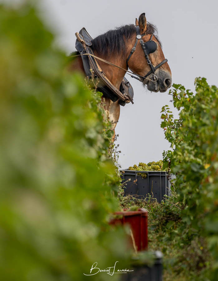 CUVÉE VINTAGE - Champagne Alain Bernard