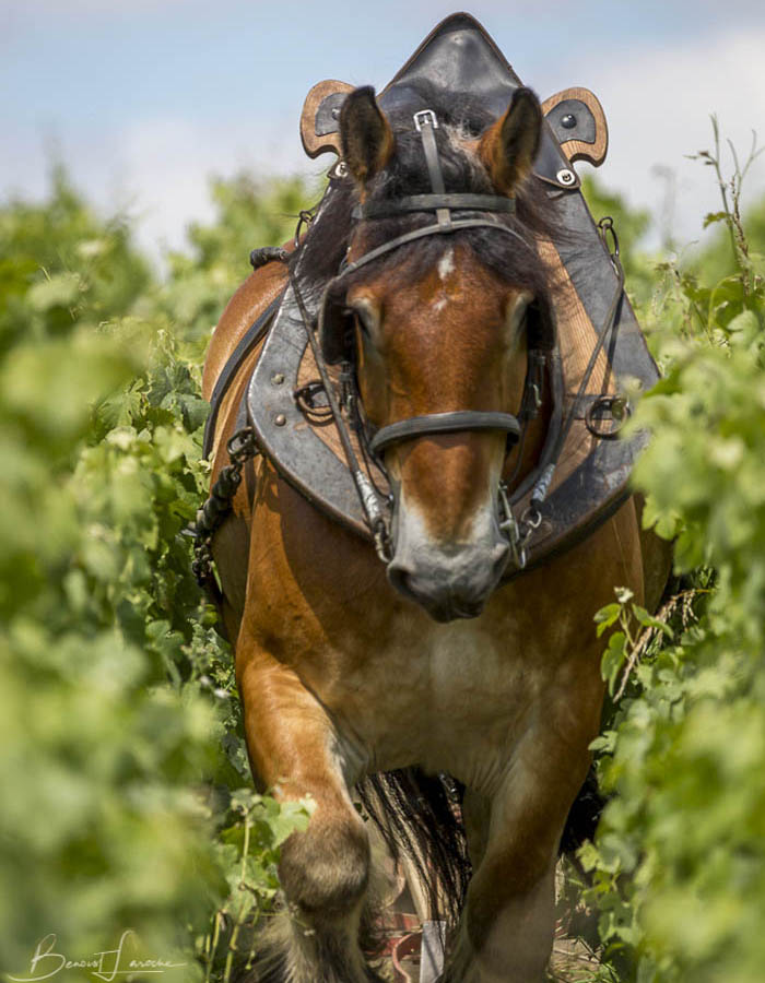 ROSÉ DE SAIGNÉE - Champagne Alain Bernard