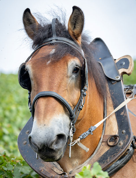 Viktor, notre cheval de trait - Champagne Alain Bernard